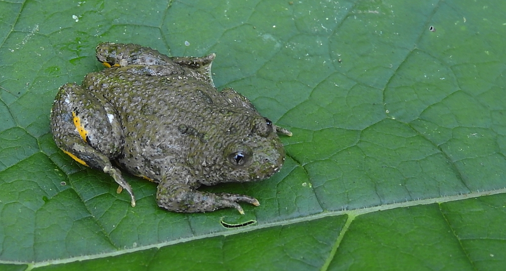 Kumak górski (Bombina variegata)