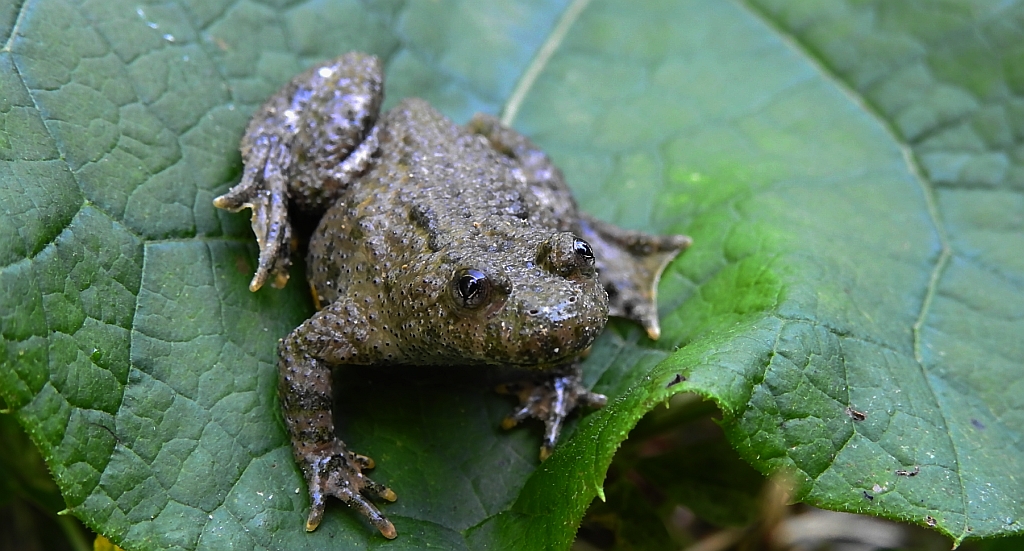 Kumak górski (Bombina variegata)