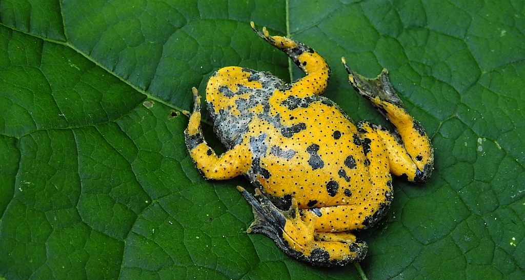 Kumak górski (Bombina variegata)