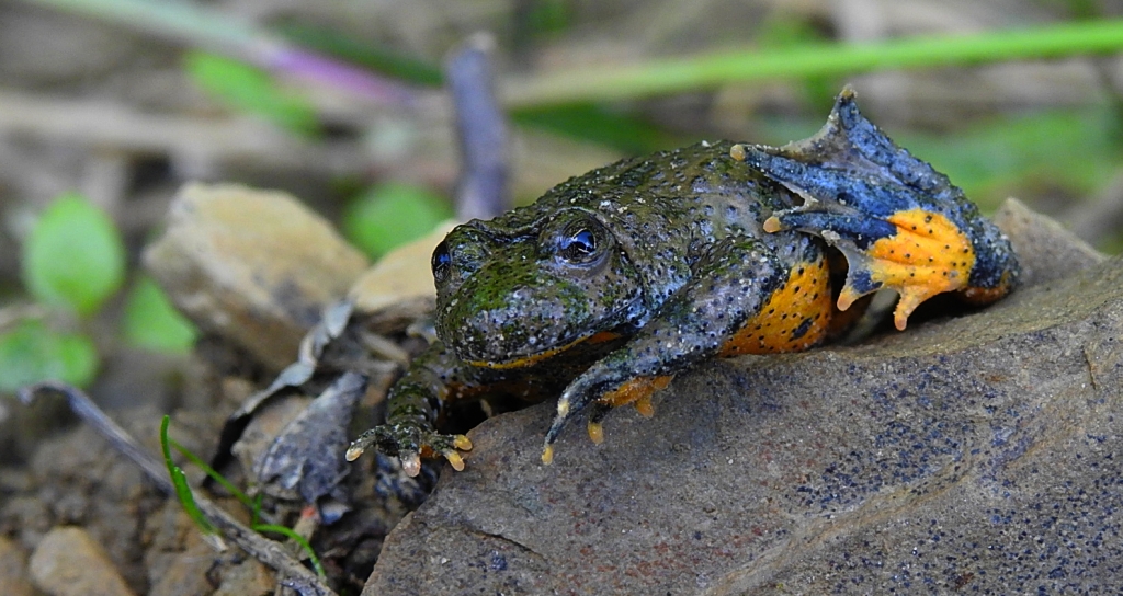 Kumak górski (Bombina variegata)