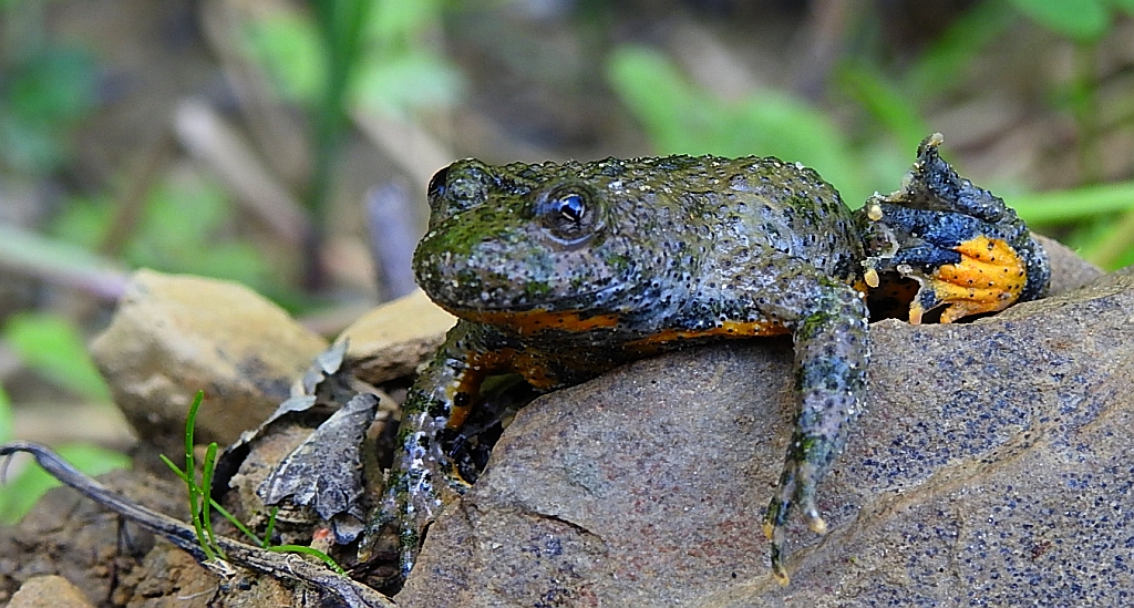 Kumak górski (Bombina variegata)