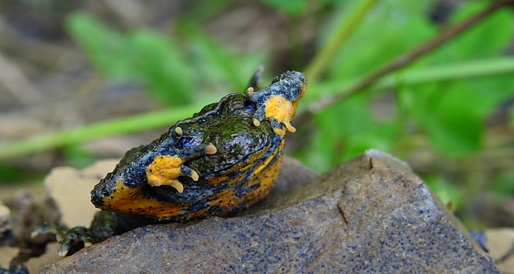 Kumak górski (Bombina variegata)