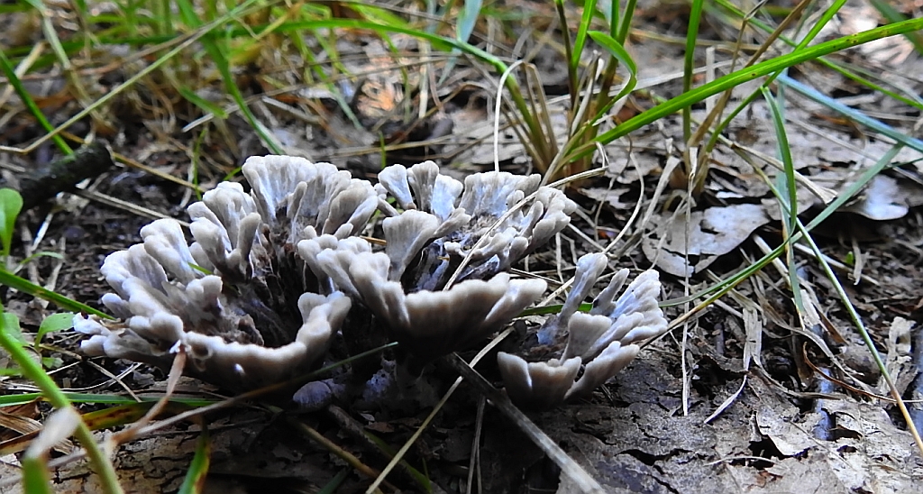 Chropiatka kwiatowa (Thelephora anthocephala)
