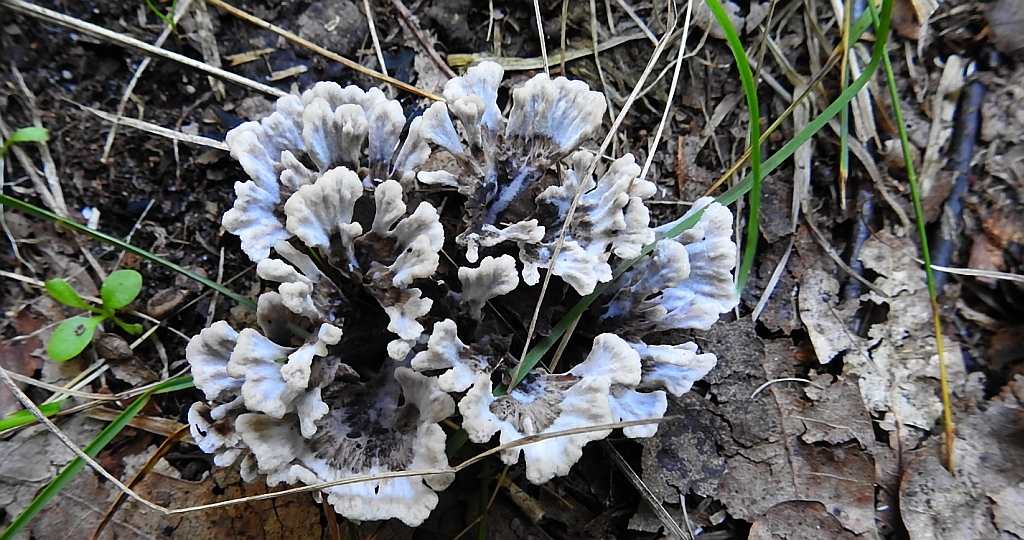 Chropiatka kwiatowa (Thelephora anthocephala)