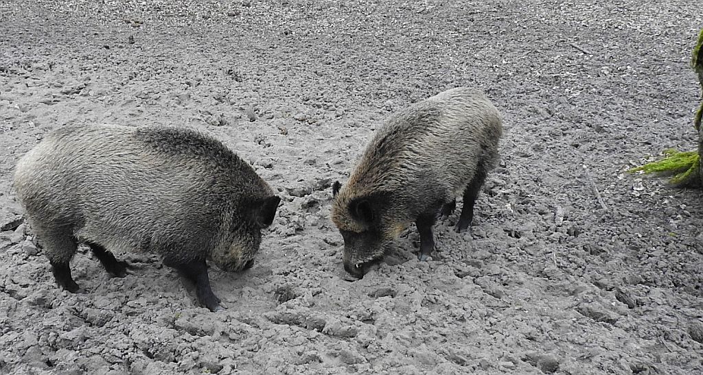 Dzik euroazjatycki, dzik (Sus scrofa)