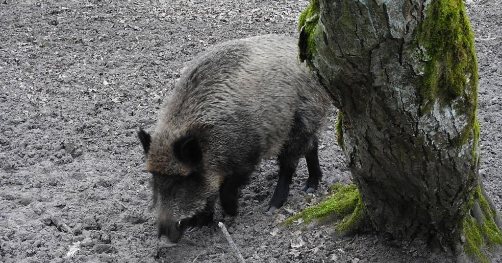 Dzik euroazjatycki, dzik (Sus scrofa)
