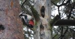 Dzięcioł duży (Dendrocopos major)