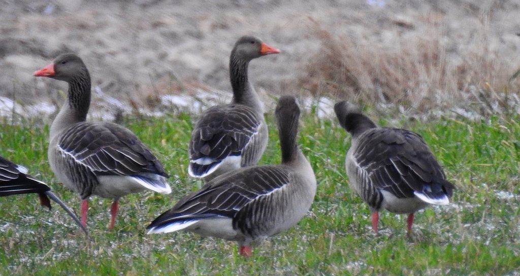 Gęgawa, gęś gęgawa (Anser anser)