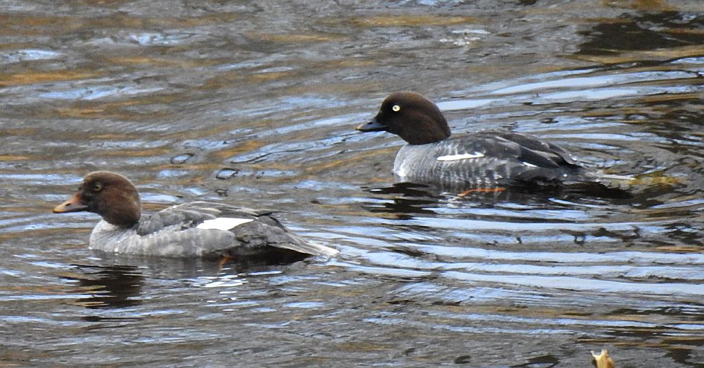 Gągoł (Bucephala clangula)