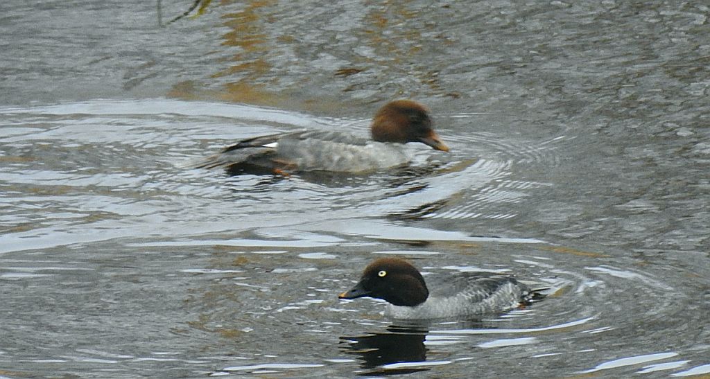 Gągoł (Bucephala clangula)