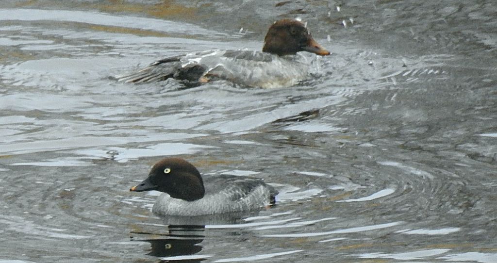 Gągoł (Bucephala clangula)