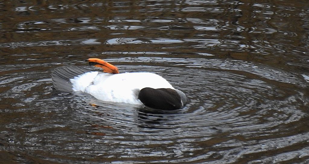 Gągoł (Bucephala clangula)