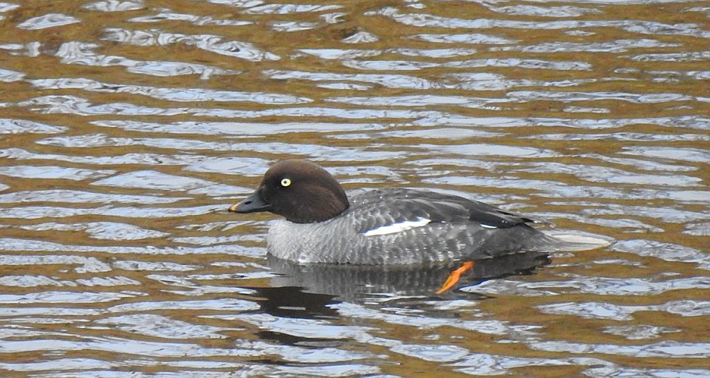 Gągoł (Bucephala clangula)