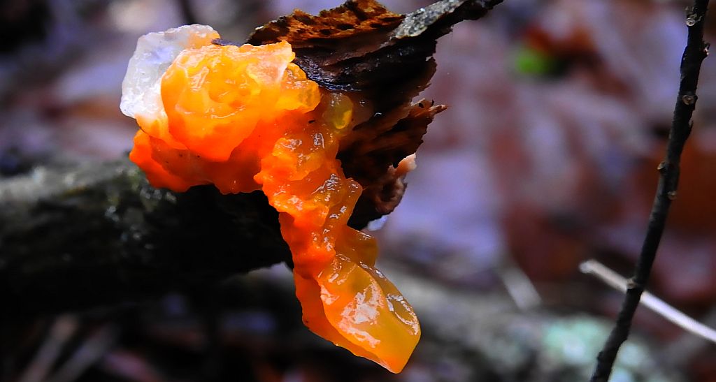 Trzęsak pomarańczowożółty (Tremella mesenterica Retz.)