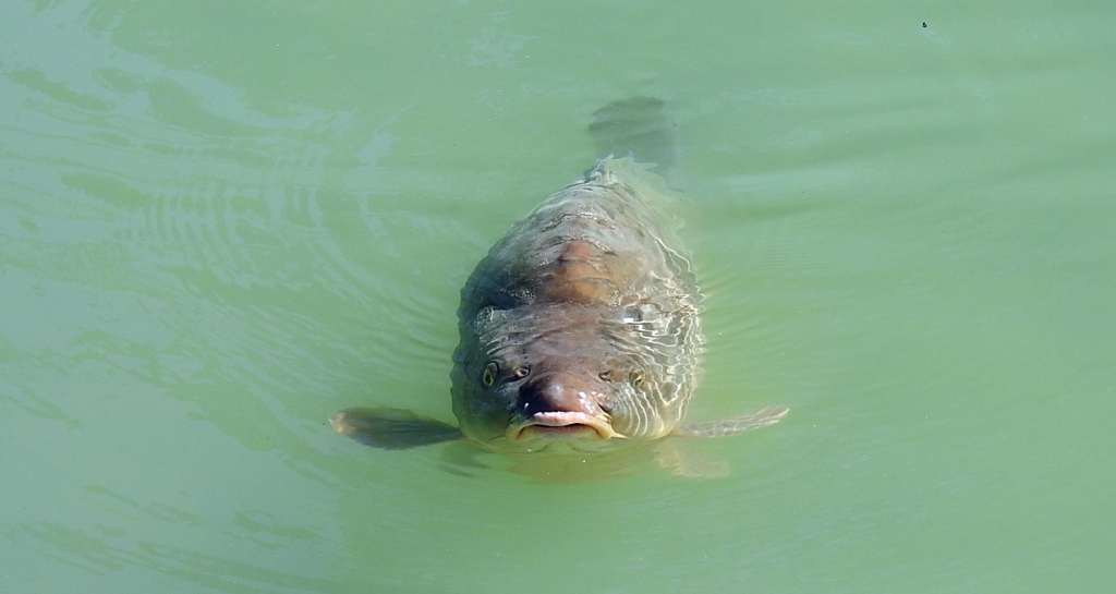 Karp (Cyprinus carpio)