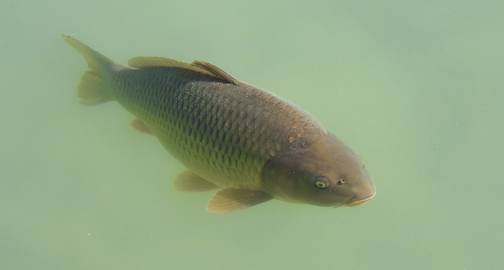 Karp (Cyprinus carpio)