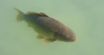 Karp (Cyprinus carpio)