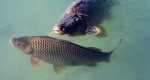 Karp (Cyprinus carpio)
