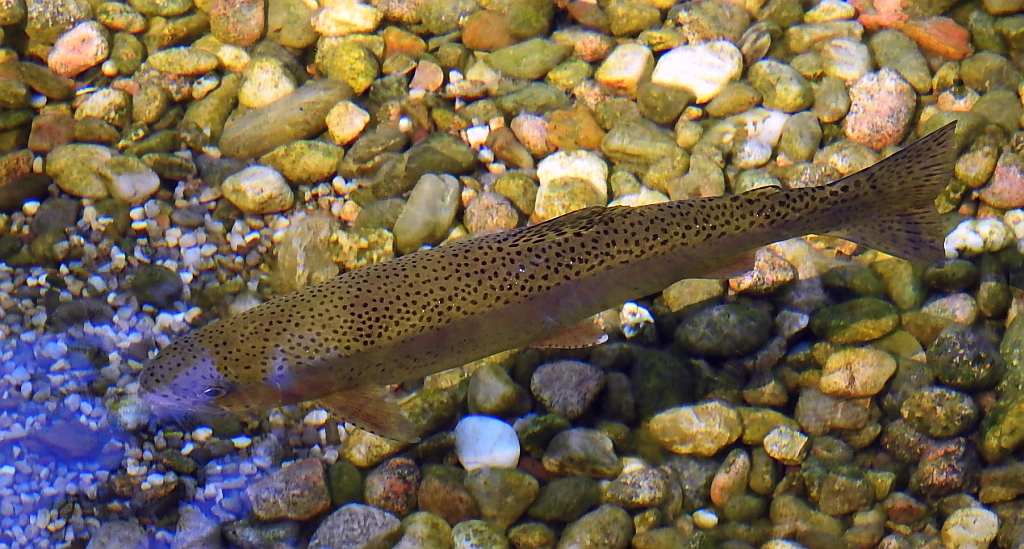 Pstrąg tęczowy (Oncorhynchus mykiss)