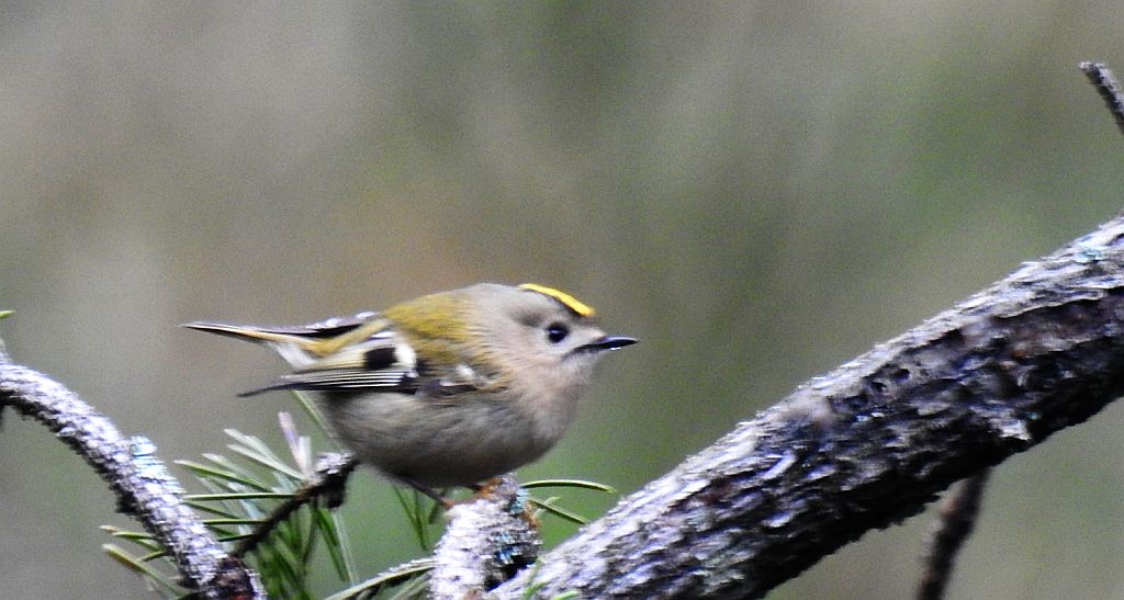 Mysikrólik (Regulus regulus)