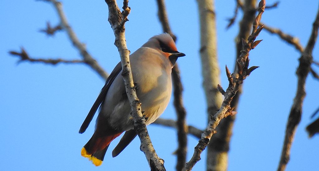 Jemiołuszka zwyczajna, jemiołuszka, jemiołucha (Bombycilla garrulus)