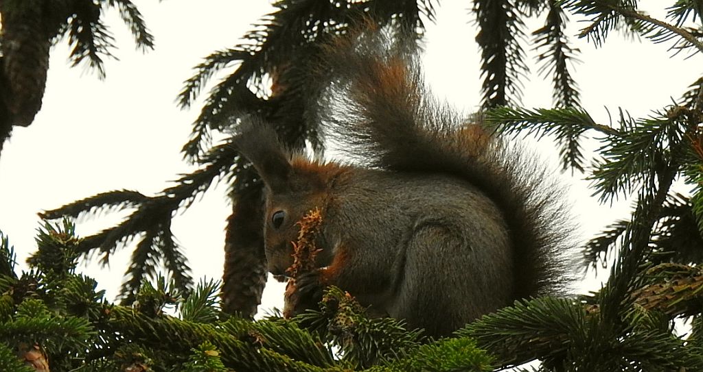 Wiewiórka pospolita (Sciurus vulgaris)