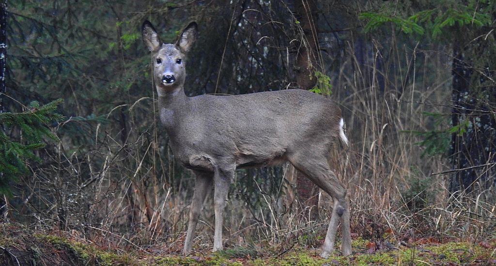 Sarna europejska (Capreolus capreolus)