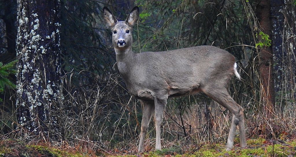 Sarna europejska (Capreolus capreolus)