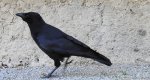 Czarnowron, wrona czarna, wroniec (Corvus corone corone)
