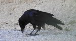 Czarnowron, wrona czarna, wroniec (Corvus corone corone)