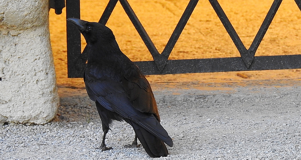 Czarnowron, wrona czarna, wroniec (Corvus corone corone)