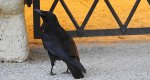 Czarnowron, wrona czarna, wroniec (Corvus corone corone)
