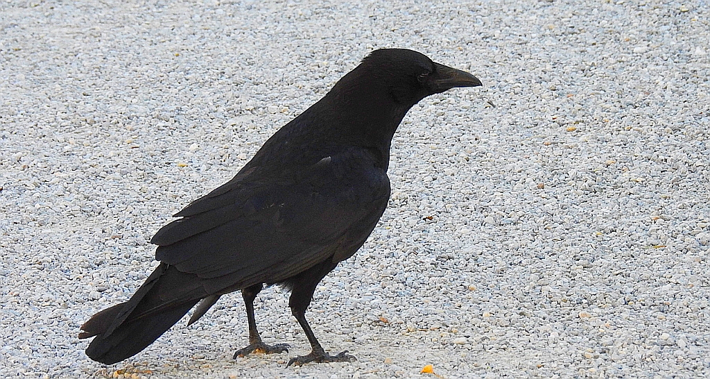 Czarnowron, wrona czarna, wroniec (Corvus corone corone)