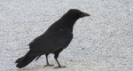 Czarnowron, wrona czarna, wroniec (Corvus corone corone)