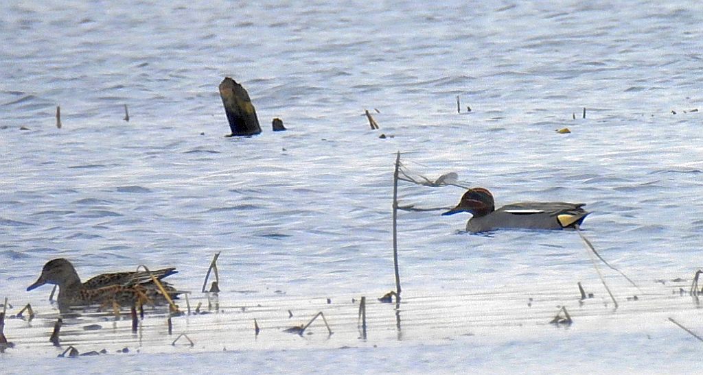 Cyraneczka zwyczajna, cyraneczka (Anas crecca)