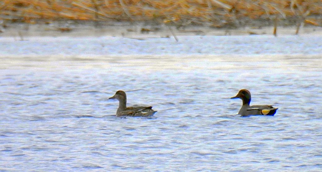 Cyraneczka zwyczajna, cyraneczka (Anas crecca)