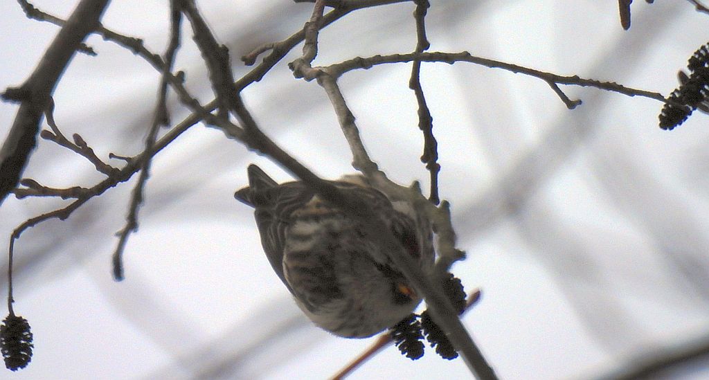 Czeczotka zwyczajna, czeczotka (Acanthis flammea)