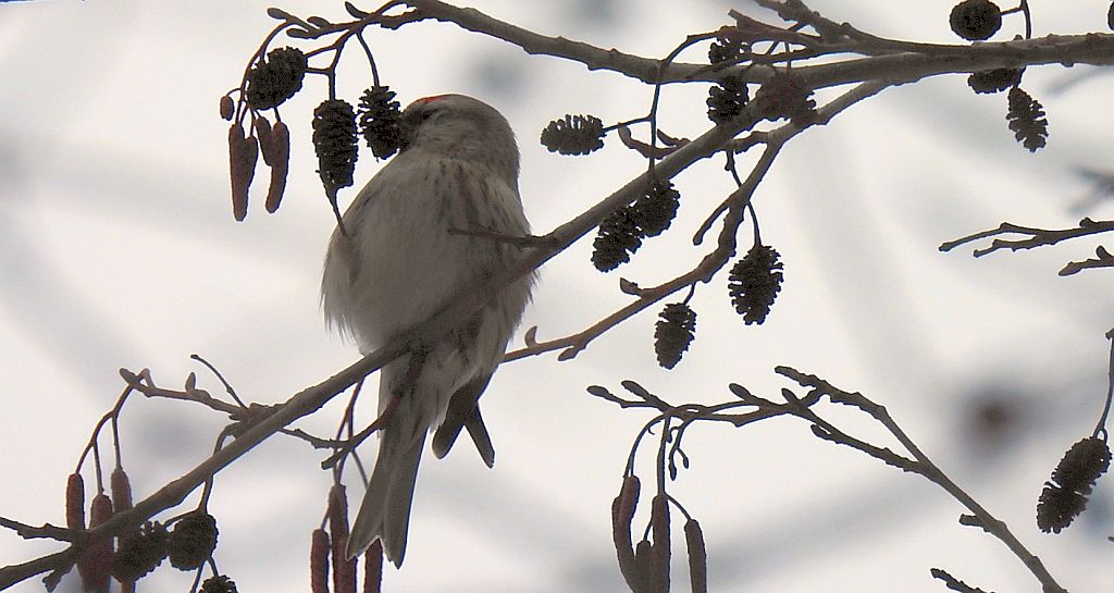 Czeczotka zwyczajna, czeczotka (Acanthis flammea)
