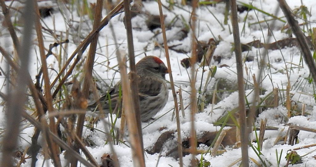 Czeczotka zwyczajna, czeczotka (Acanthis flammea)