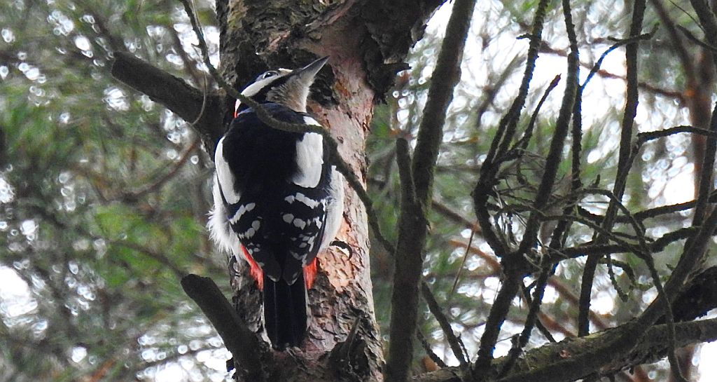 Dzięcioł duży, dzięcioł pstry większy (Dendrocopos major)