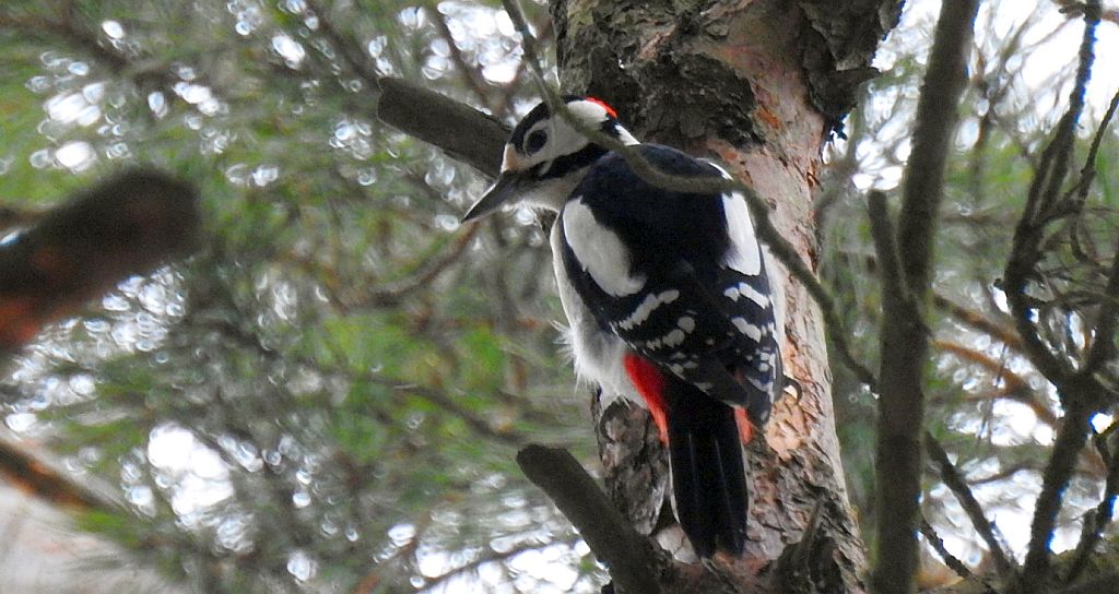 Dzięcioł duży, dzięcioł pstry większy (Dendrocopos major)