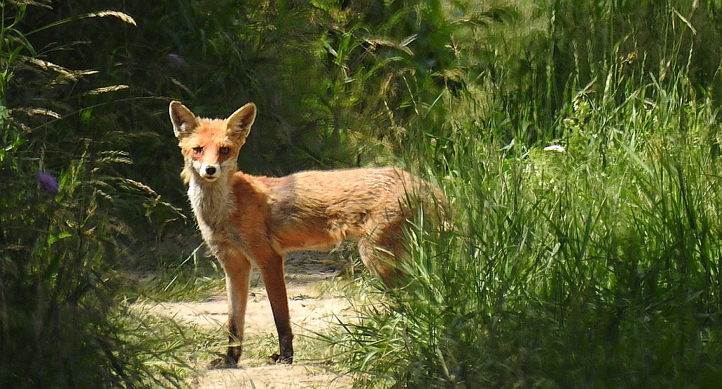 Lis rudy, lis pospolity (Vulpes vulpes)