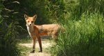 Lis rudy, lis pospolity (Vulpes vulpes)