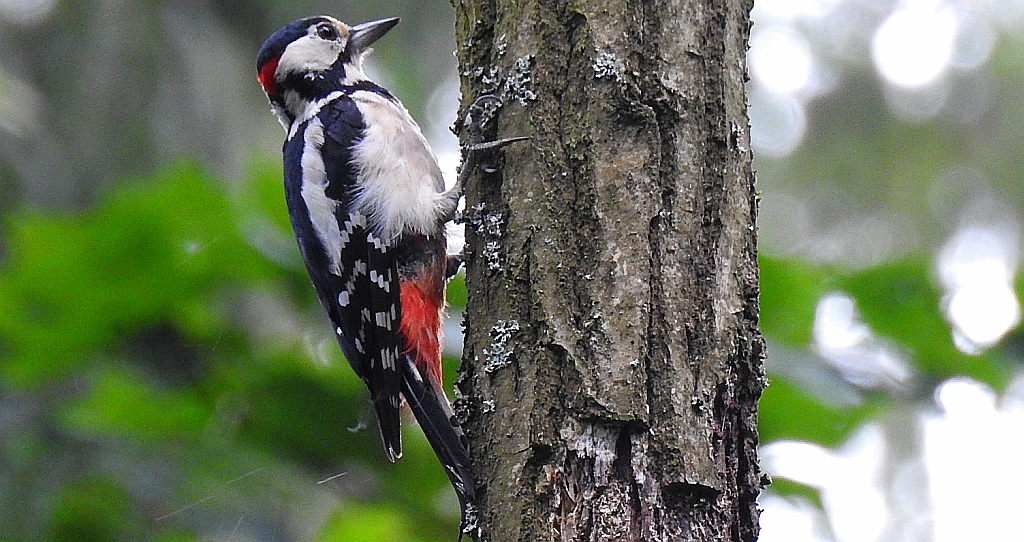 Dzięcioł duży (Dendrocopos major)