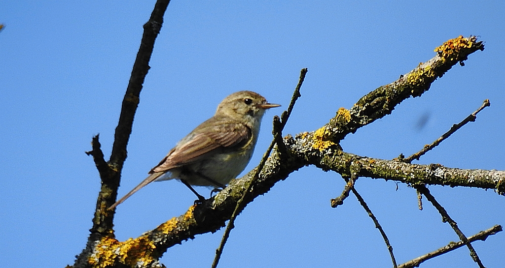 Muchołówka szara (Muscicapa striata)