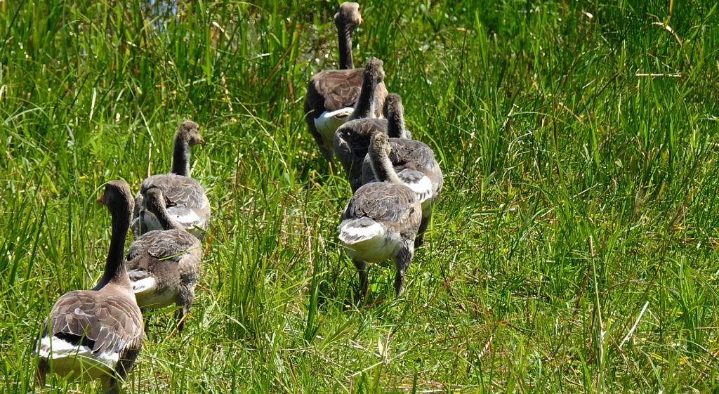 Gęgawa, gęś gęgawa (Anser anser)