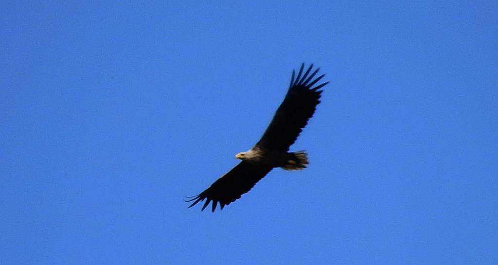 Bielik zwyczajny, bielik (Haliaeetus albicilla)