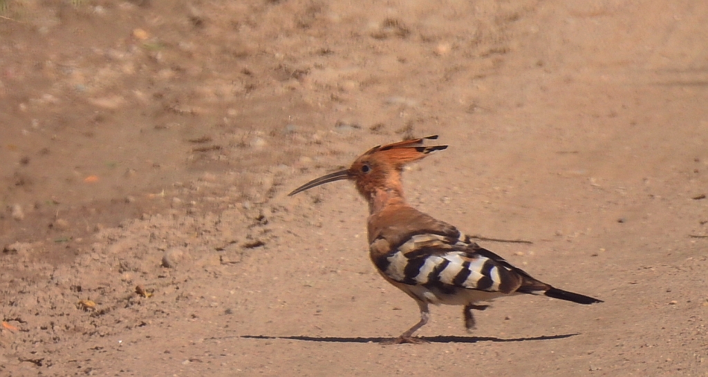 Dudek, dudek zwyczajny (Upupa epops)