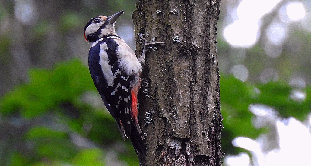 Dzięcioł duży (Dendrocopos major)