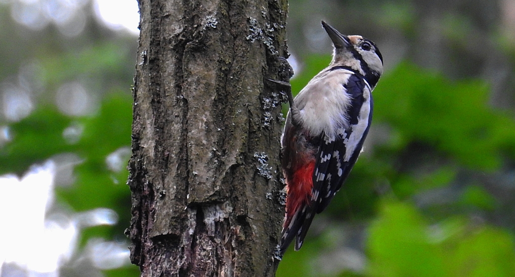 Dzięcioł duży (Dendrocopos major)